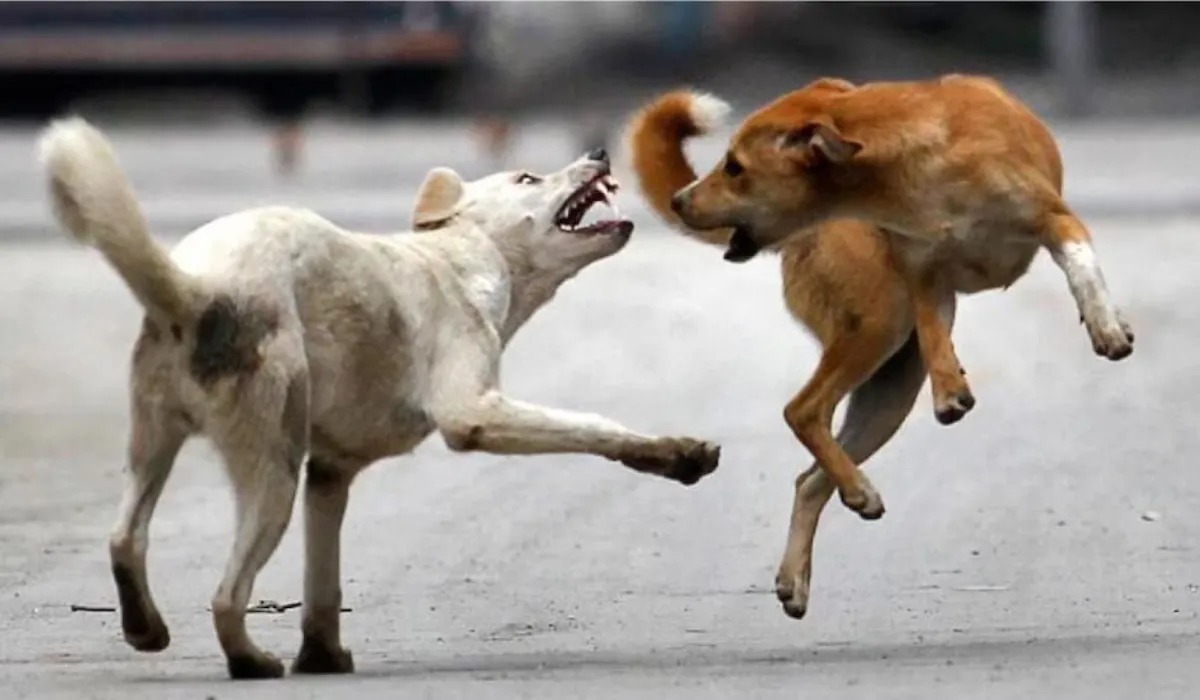 Supreme Court Order on Dogs