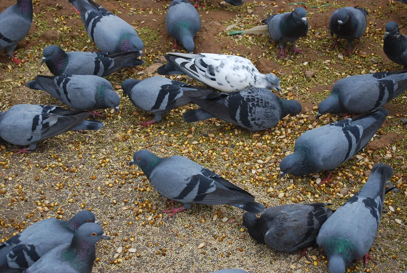 pigeon