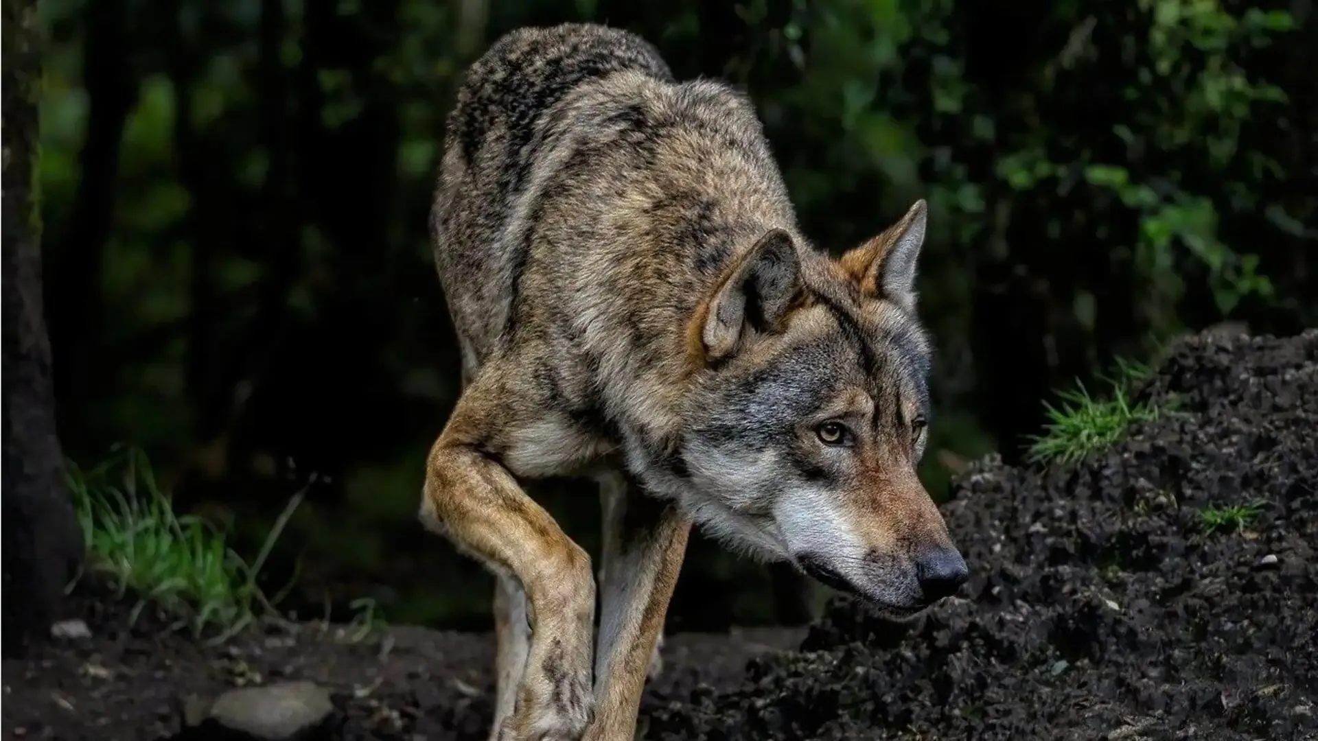 Wolves Terror Again in Bahraich