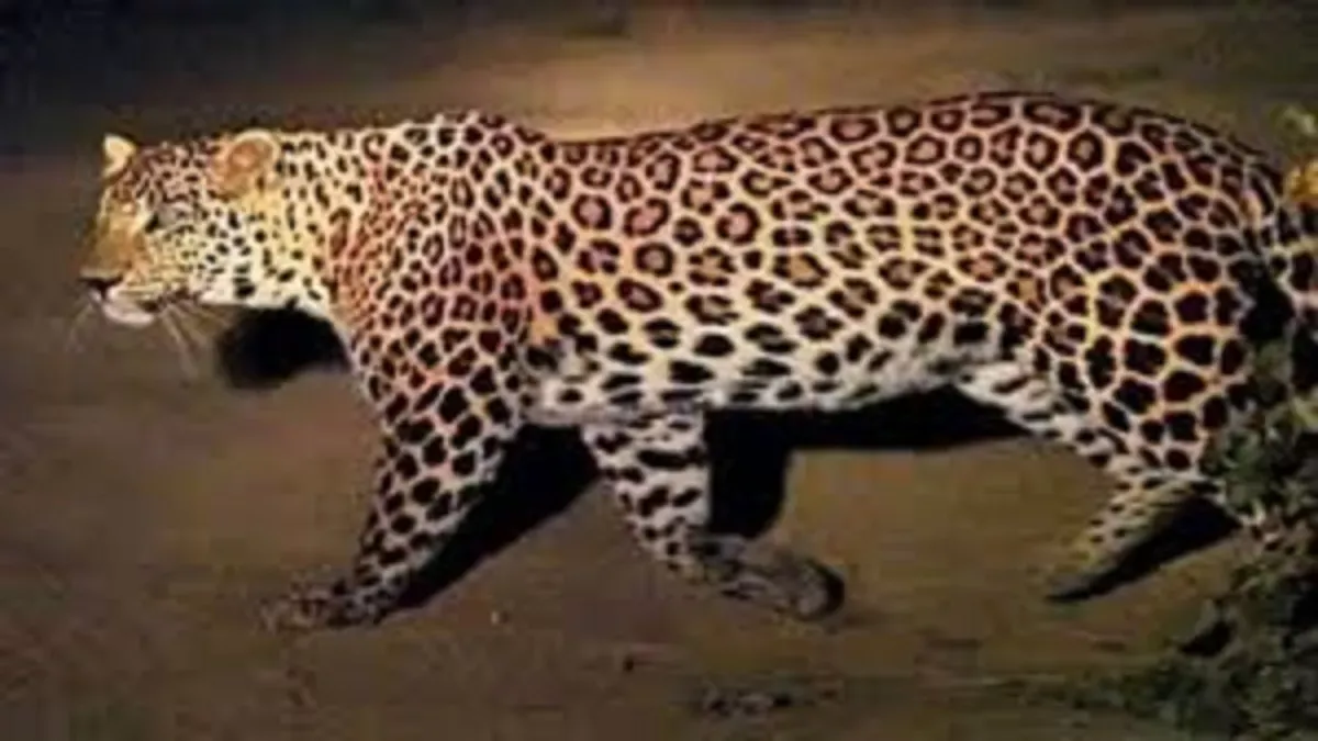 Prayagraj Leopard News