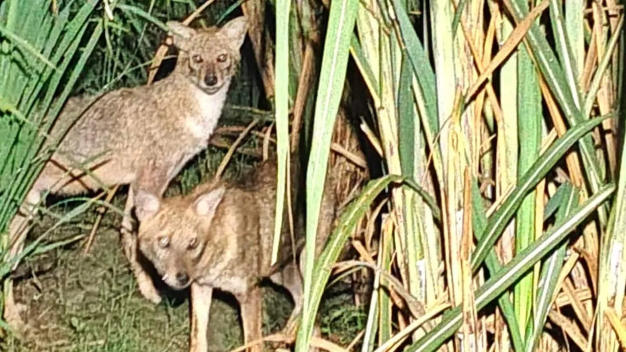 Wolves Terror Again in Bahraich