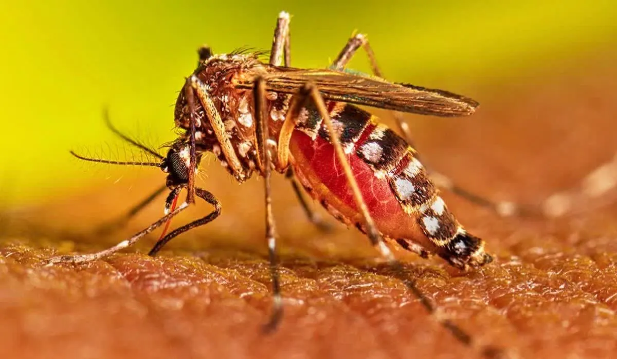 Dengue in Bihar