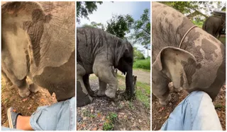 Elephant Cute Video