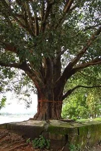 Ghar Me Peepal Ka Ped Ugna
