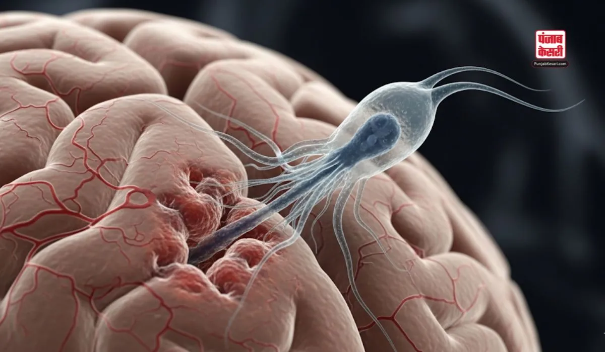 Brain Eating Amoeba