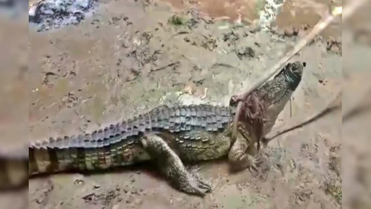 Woman Killed by Crocodile