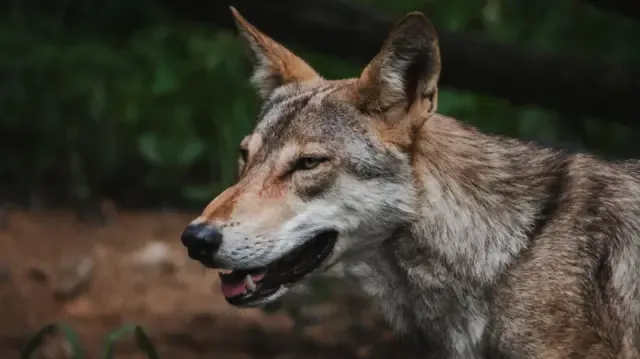 Wolves Terror Again in Bahraich
