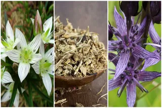 Nepal Herbs and Ayurveda