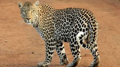 Prayagraj Leopard News