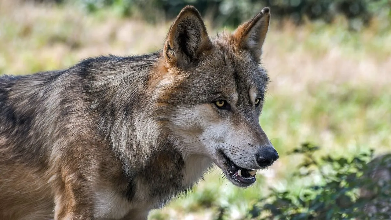 Wolves Terror Again in Bahraich