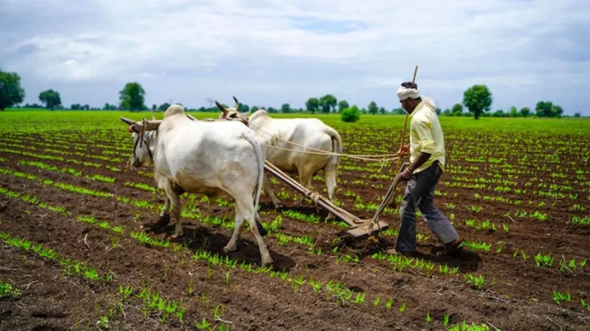 Rabi Crops MSP Hike