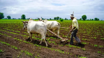 Rabi Crops MSP Hike