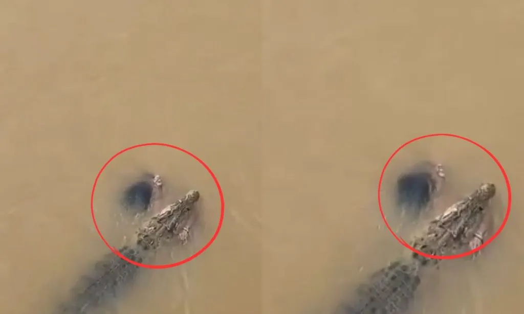 Woman Attacked by Crocodile