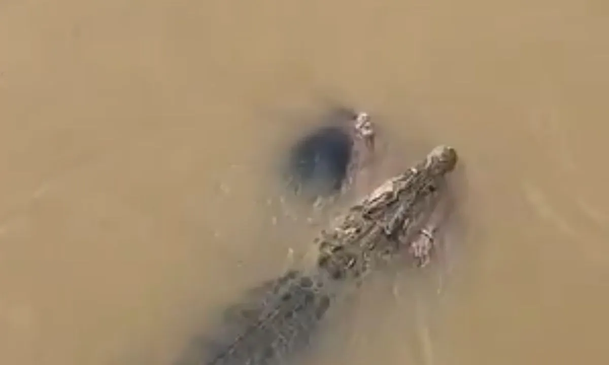 Woman Attacked by Crocodile