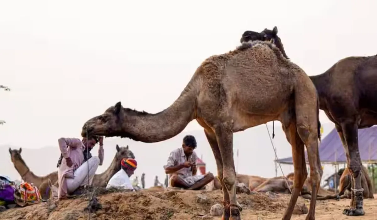 Pushkar Mela Buffalo