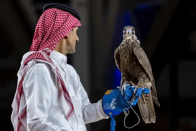 Mongolian Falcon
