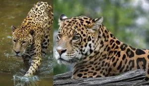 Jaguar Rescue Viral Video