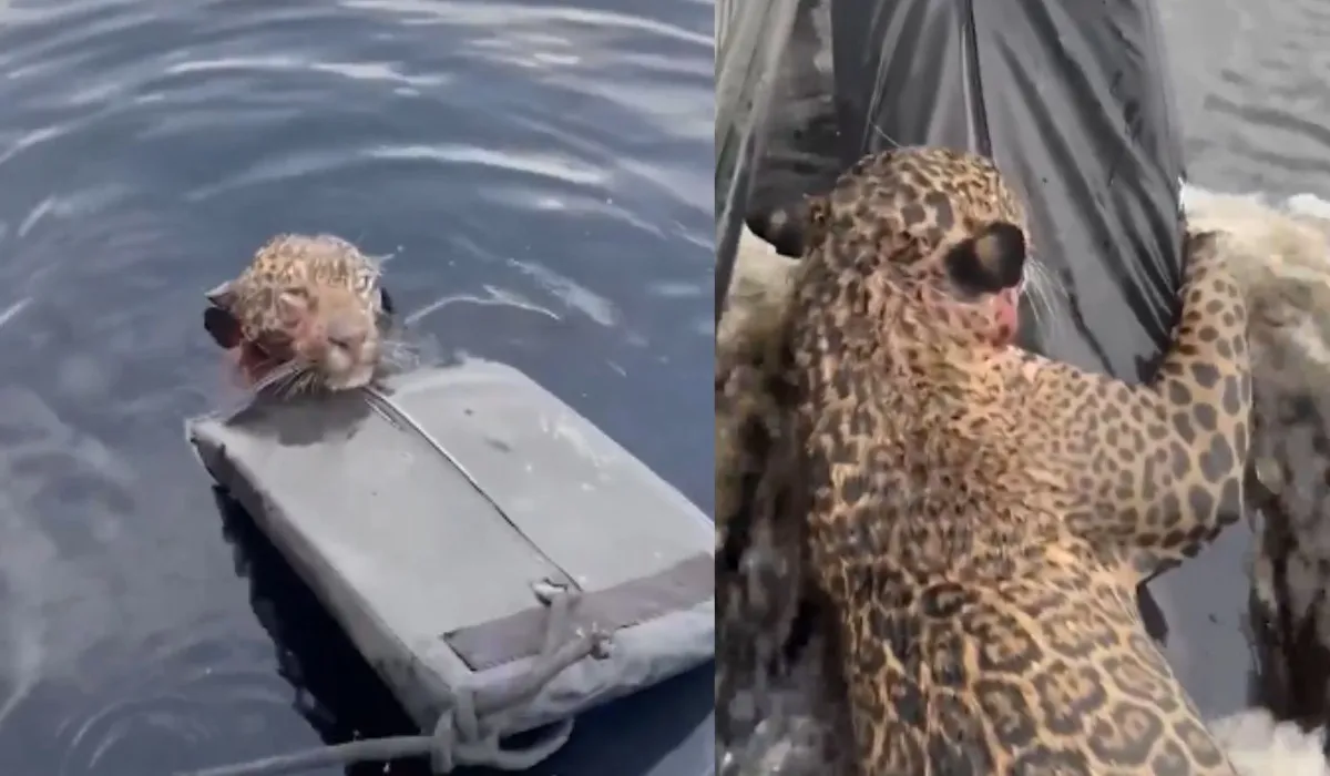 Jaguar Rescue Viral Video