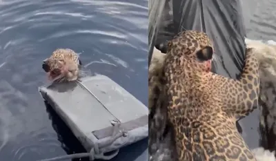 Jaguar Rescue Viral Video
