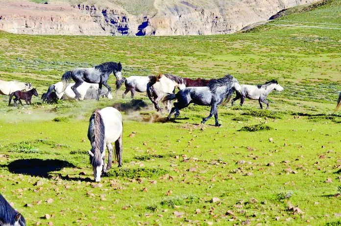 Himachal Pradesh News