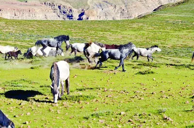 Himachal Pradesh News