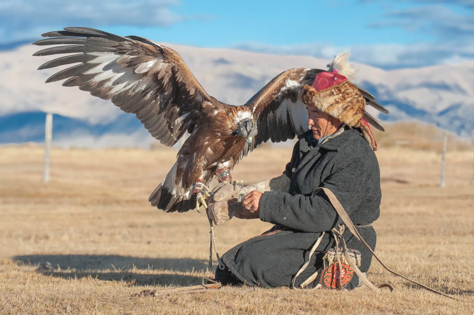 Mongolian Falcon