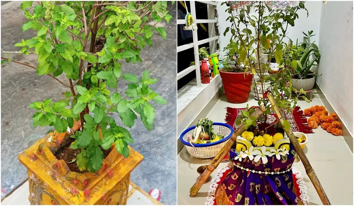 Tulsi Vivah 2025 Upay