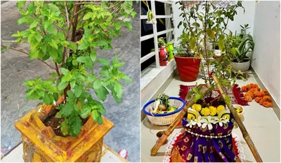 Tulsi Vivah 2025 Upay