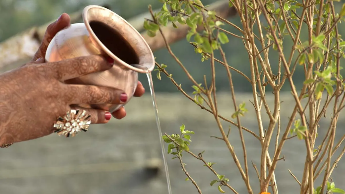 Dry Tulsi Plant at Home