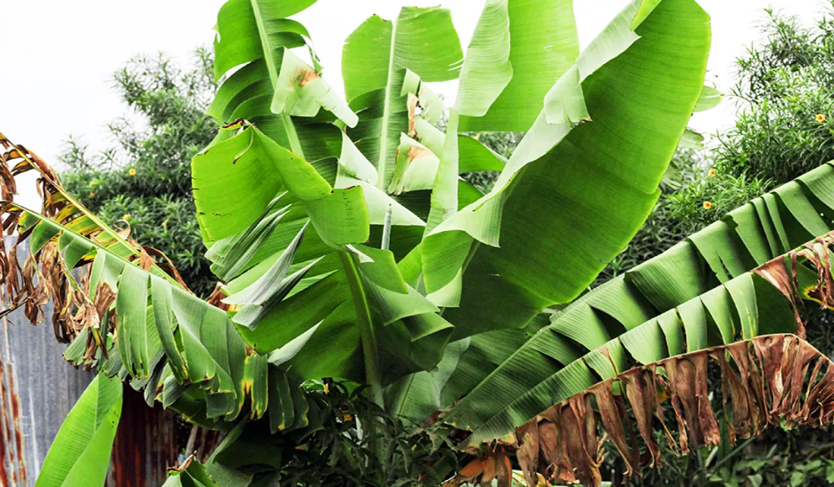 Banana Leaf Plates