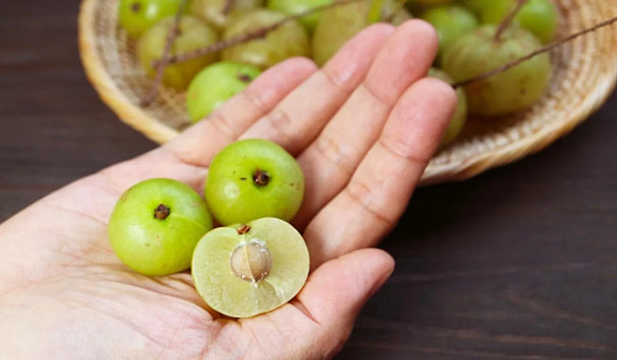 Amla Health Benefits for Winter