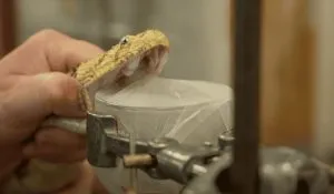 Sarpagandha Benefits in Hindi