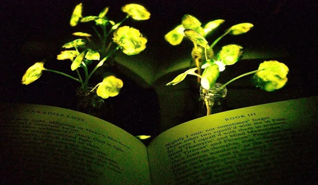 Glowing Plants Story
