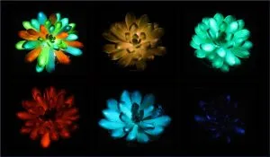 biotechnology plants