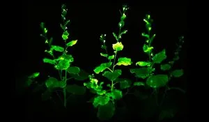 Glowing Plants Story