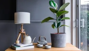 Indoor Plants for Positive Energy