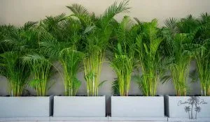 lucky plants for home