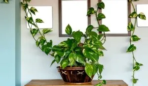 Indoor Plants for Positive Energy