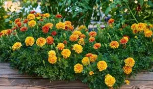 Flowering Plants for Winter Season