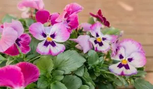 Flowering Plants for Winter Season