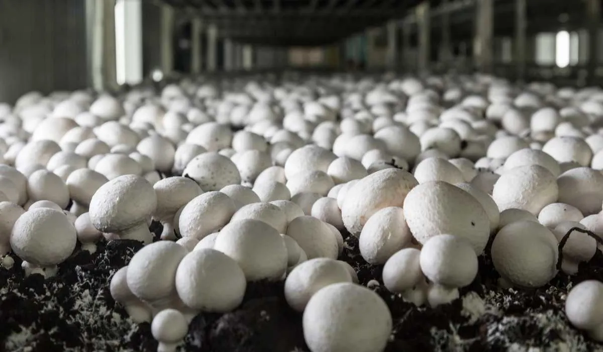 Mushroom Kit Yojana
