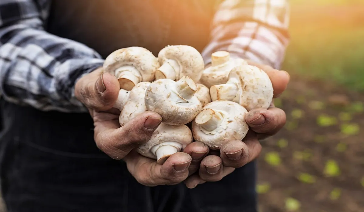 Mushroom Kit Yojana