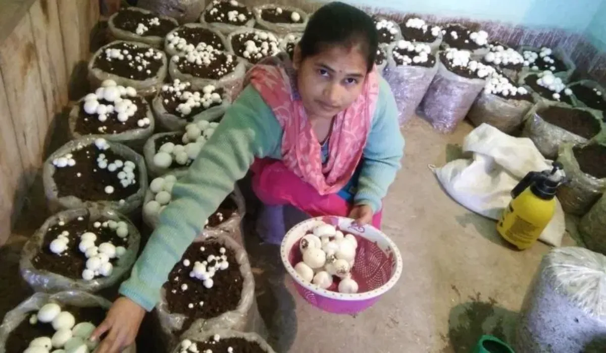Mushroom Kit Yojana