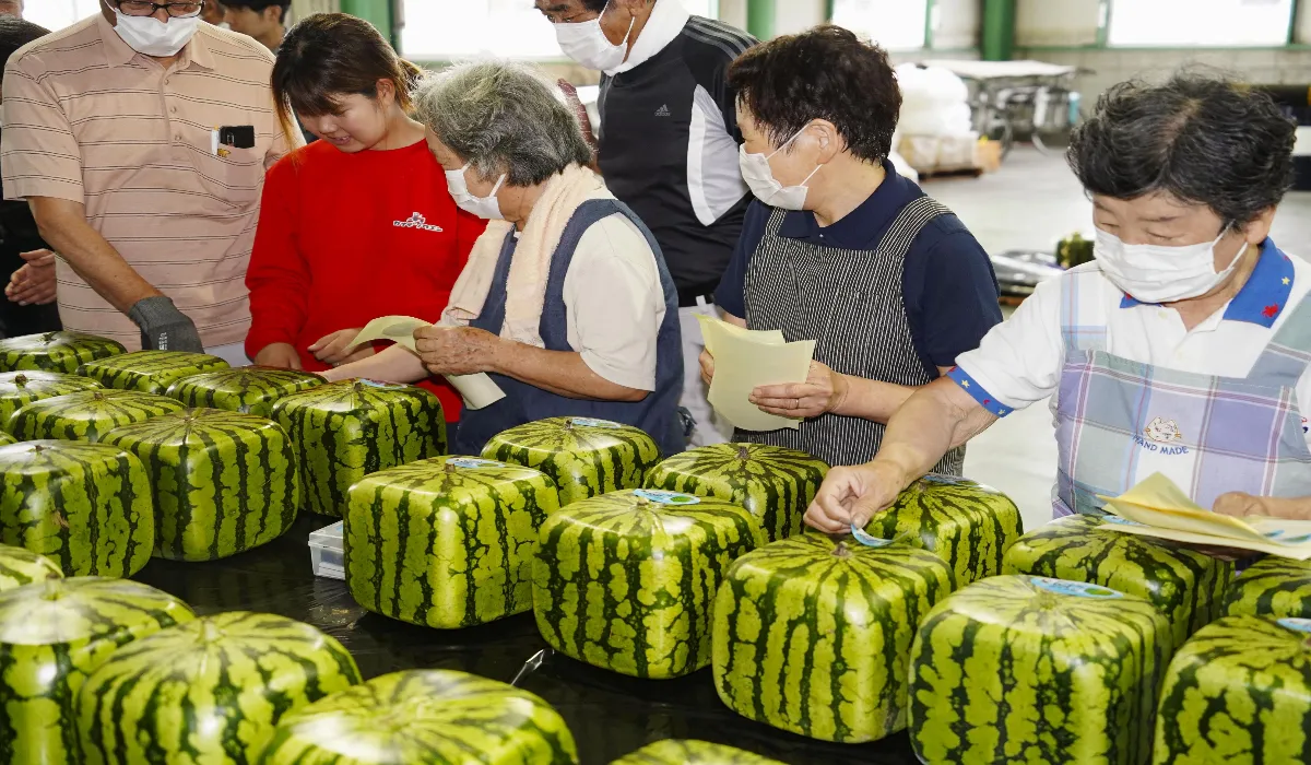 Square Watermelon In Japan