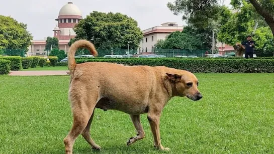 Supreme court on stray dogs