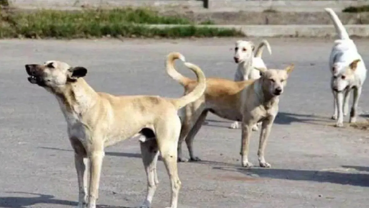 Supreme court on stray dogs