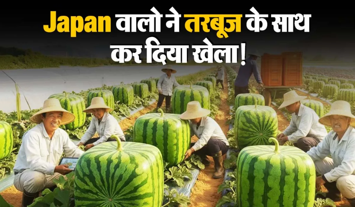 square watermelon in japan
