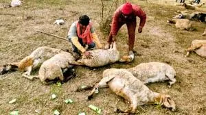 170 Sheep Died in Lucknow