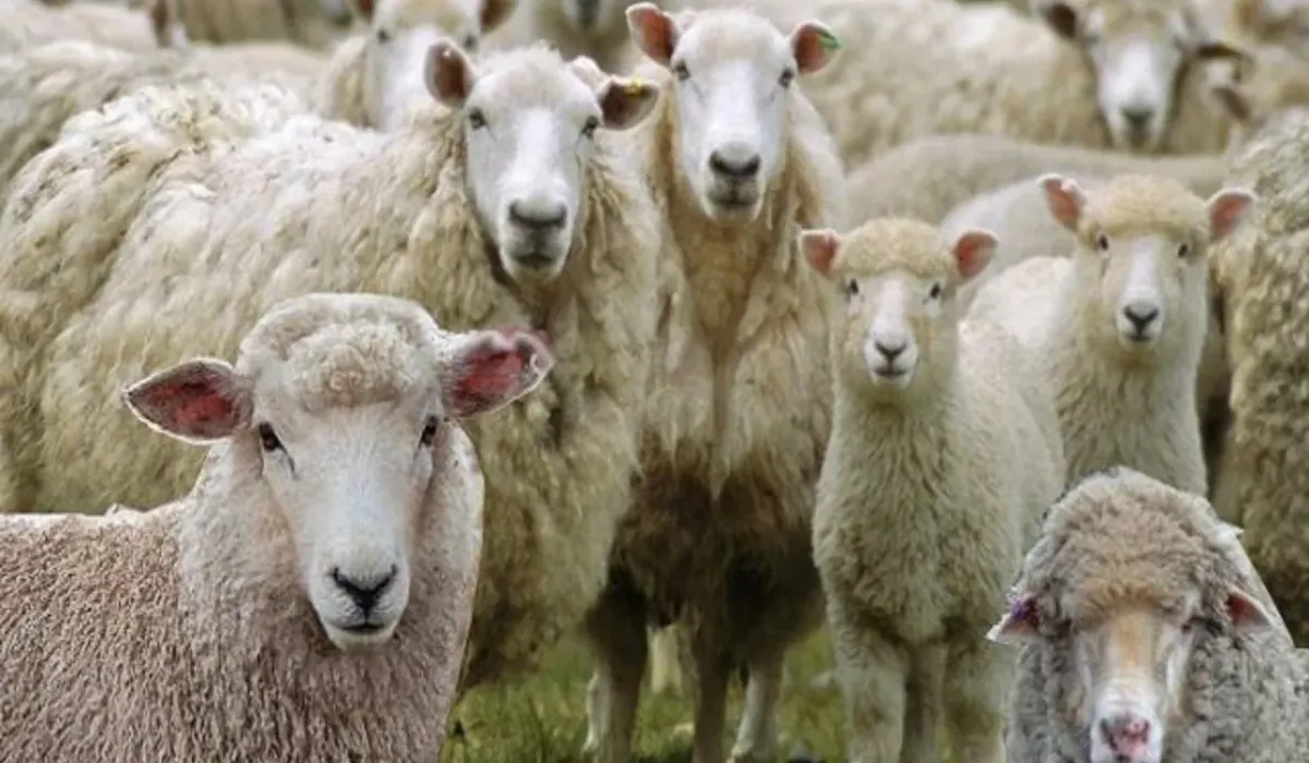 170 Sheep Died in Lucknow