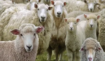 170 Sheep Died in Lucknow